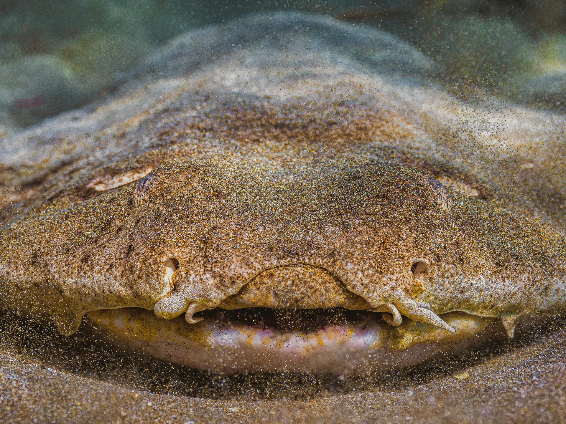 Conservación de Rayas y Tiburones