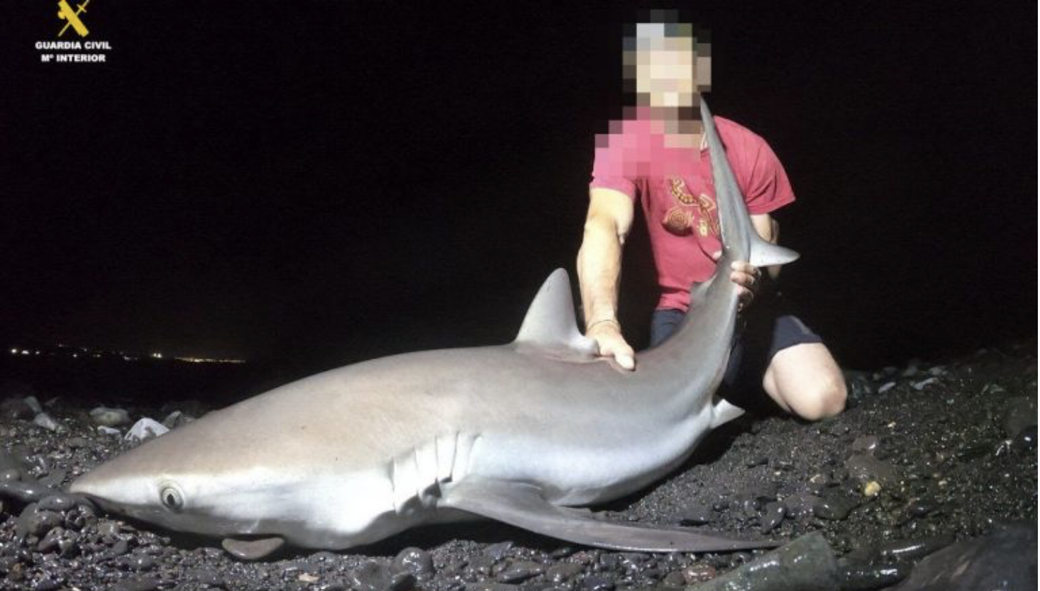 Condena por Pesca Ilegal de Tiburones y Rayas Protegidos