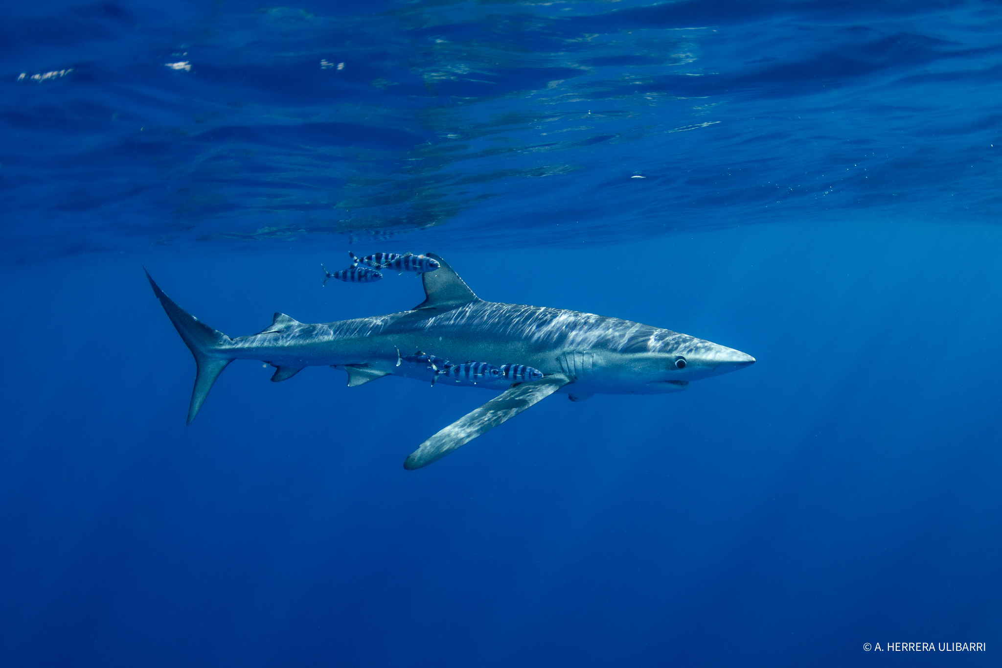 ULPGC y Latitud Azul Estudian Tiburones y Rayas en Canarias