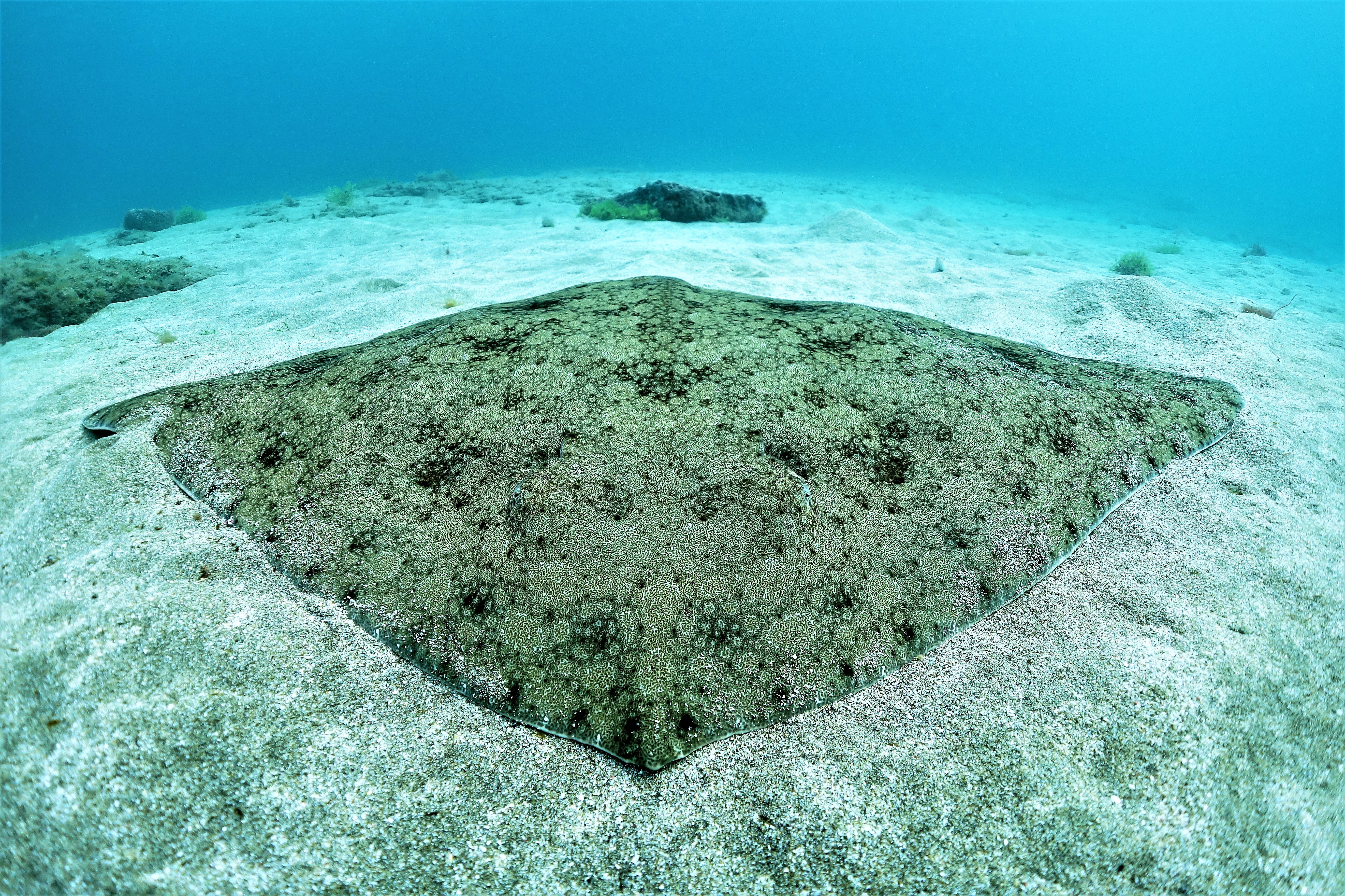 Elasmobranquios de Las Canteras