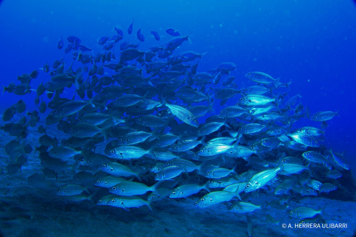 Barrios Verdes-Barrios Azules