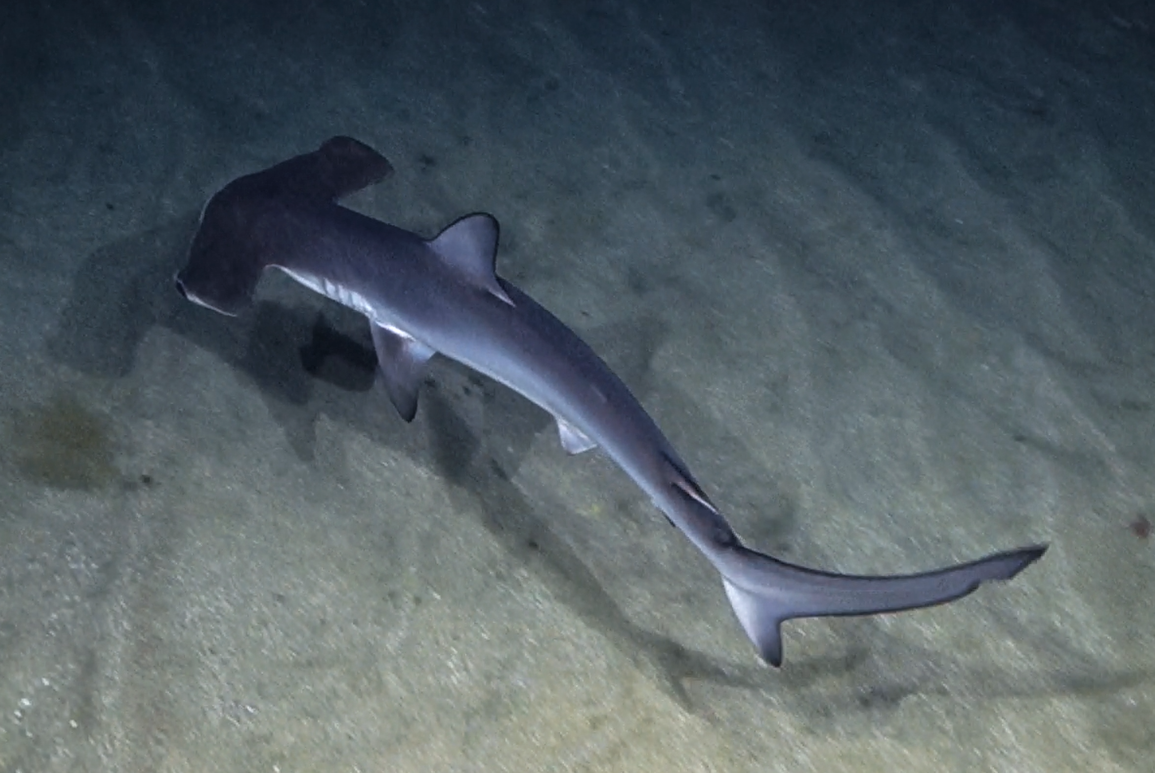 SEPRONA Investiga Captura de Tiburones en Aguas de Lanzarote